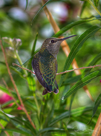 Hummingbird on a Stick