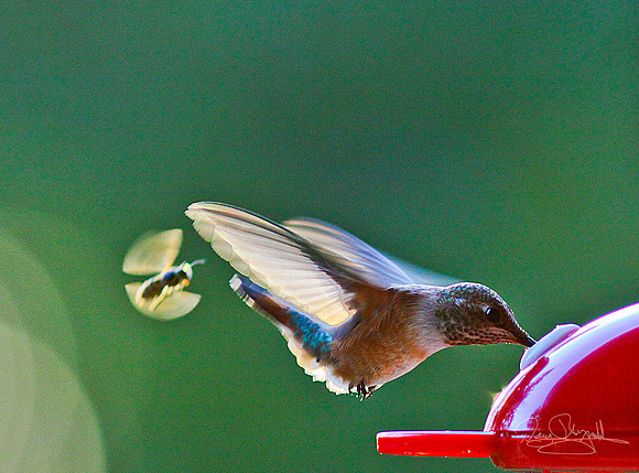 Bee & Hummingbird