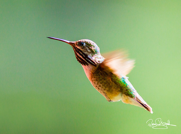 Hummingbird Flying