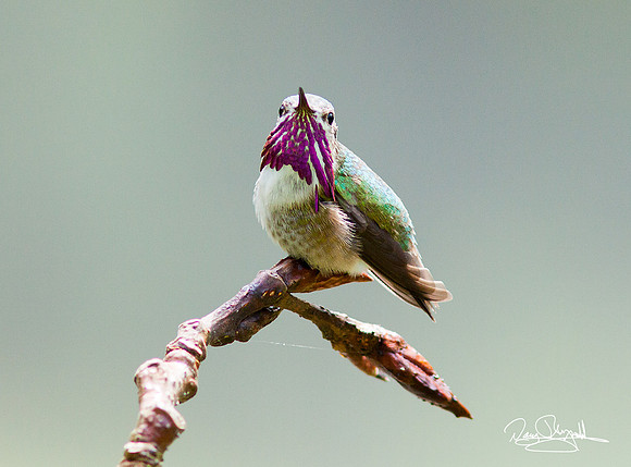 Hummingbird on a Stick