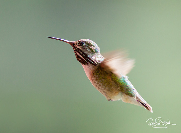 Hummingbird Flying