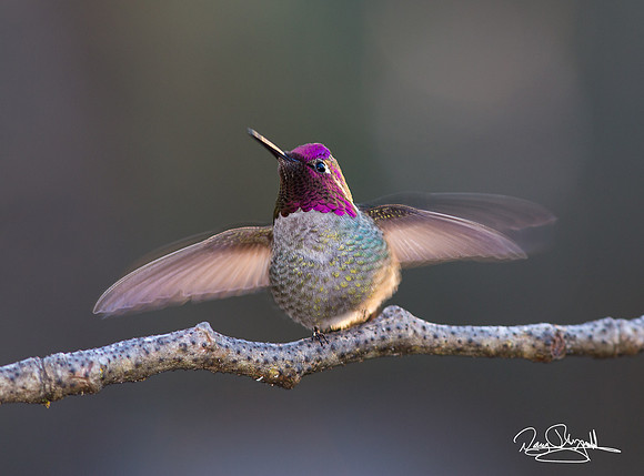 Anna's Hummingbird