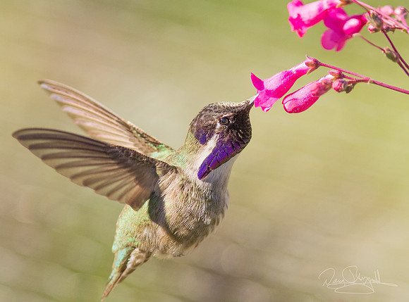 Costa's Hummingbird
