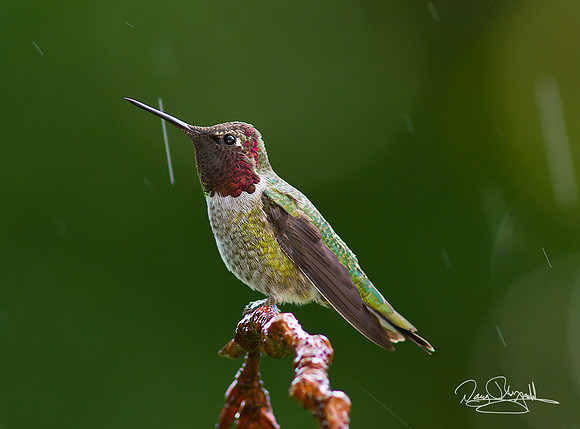 HummingBird in the Rain