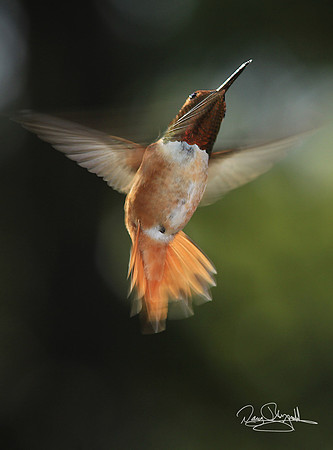 Hummingbird Flying