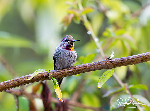 Hummingbird in a Bush