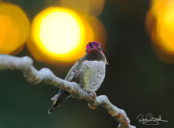 Hummingbird on a Stick Sun Through the