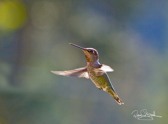 Hummingbird Flying