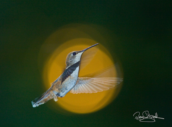 Hummingbird Flying in Sun ball