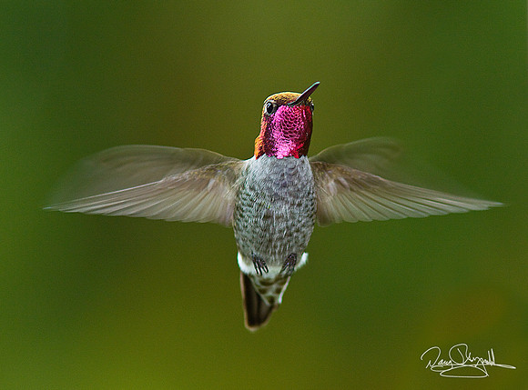 Hummingbird Flying