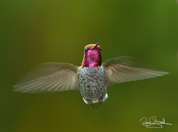 Hummingbird Flying