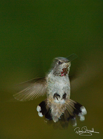 Hummingbird Flying