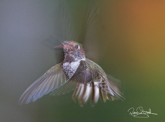 Humming Bird