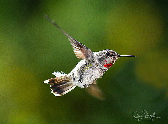 Hummingbird flying