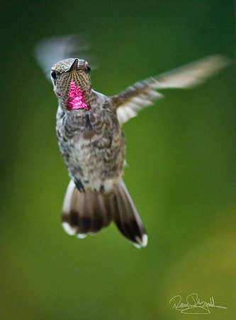 Hummingbird flying
