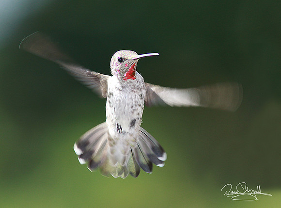 Hummingbird Flying