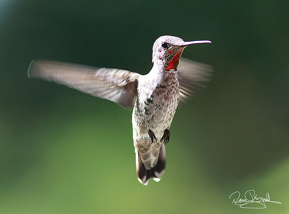 Hummingbird Flying