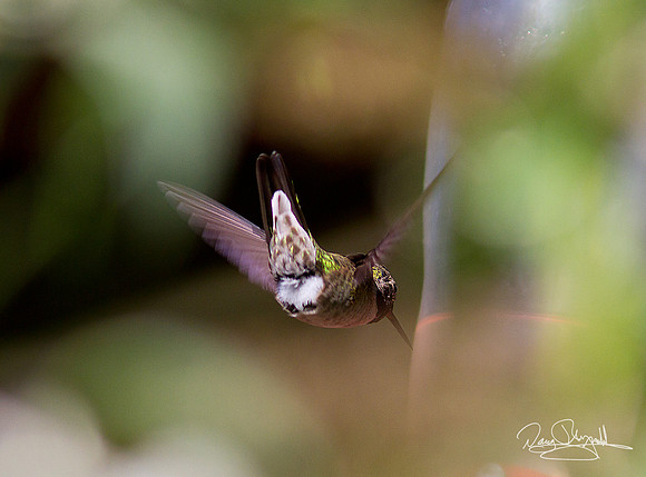 Hummingbird in Motion