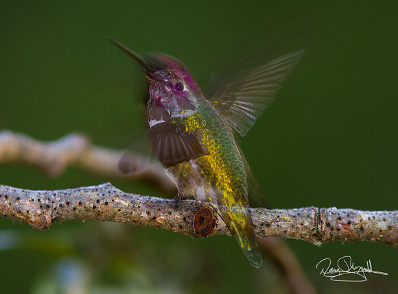 Hummingbird in Motion