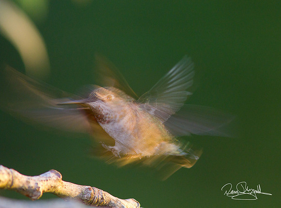 Hummingbird in Motion
