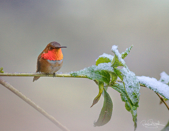 Hummingbird in Snow on a Stick