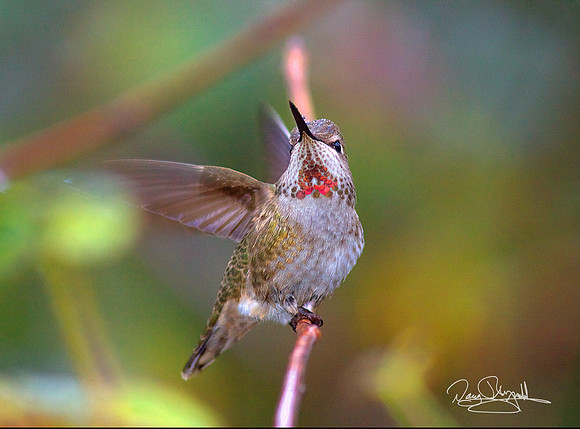 Hummingbird on a Stick