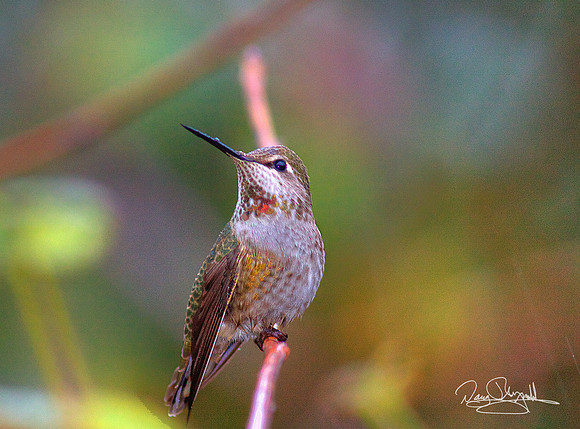 Hummingbird on a Stick