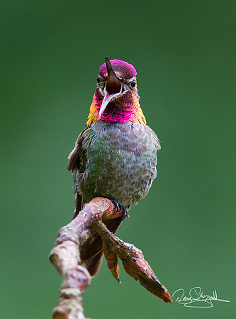 Anna"s Hummingbird