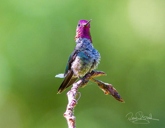Hummingbird on a Stick