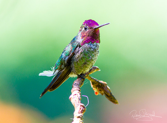 Hummingbird on a Stick