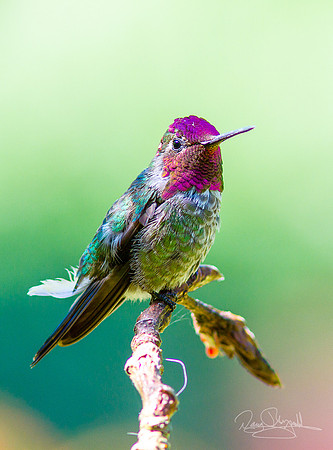 Hummingbird on a Stick