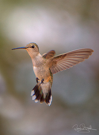 Hummingbird Flying
