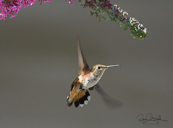 Hummingbird & Buttterfly Bush