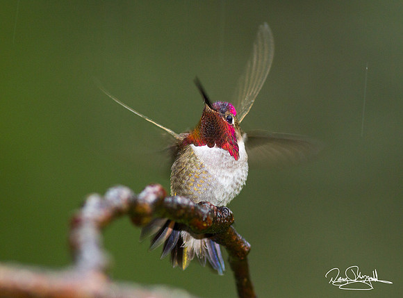 Hummingbird in rain 3557