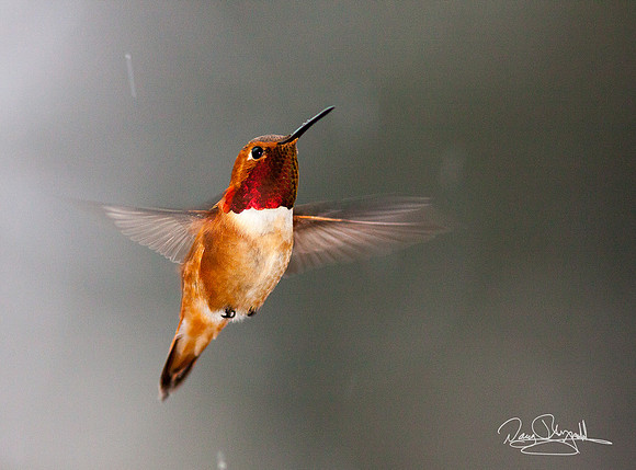 flying; Rufous Hummingbird