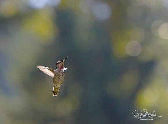 Hummingbird Flying