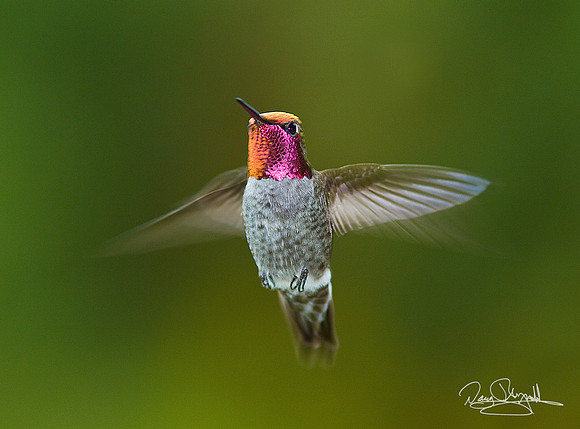 Hummingbird Flying
