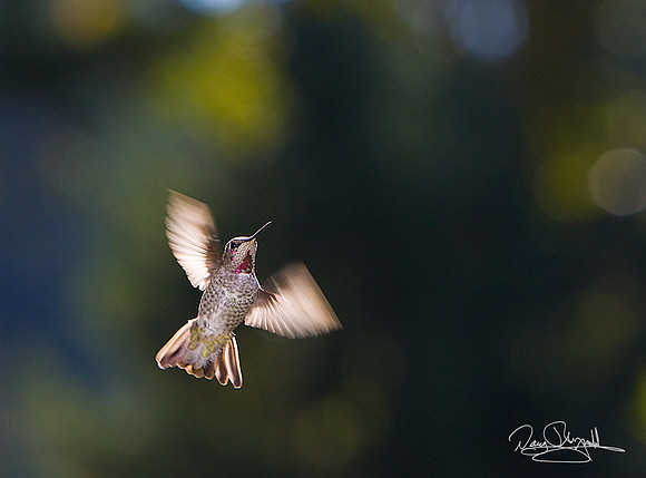 Hummingbird Flying