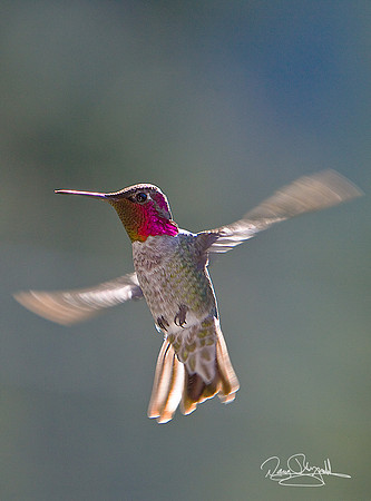 Hummingbird Flying