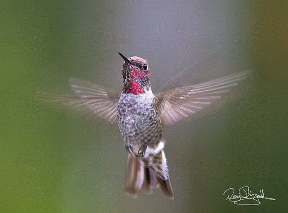 Hummingbird Flying