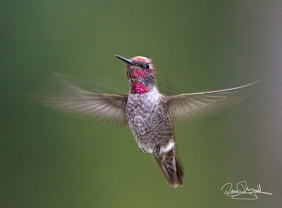 Humming Bird