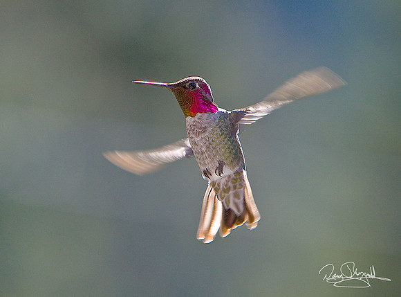 Humming Bird
