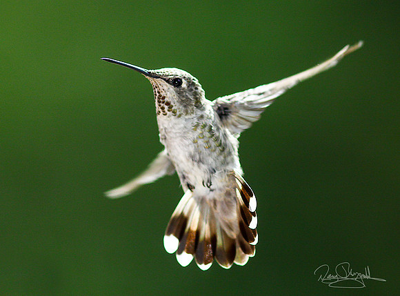 Hummingbird flying