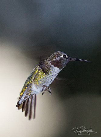 Hummingbird flying
