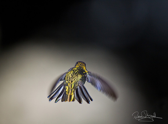 Hummingbird flying