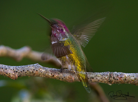Hummingbird in Motion