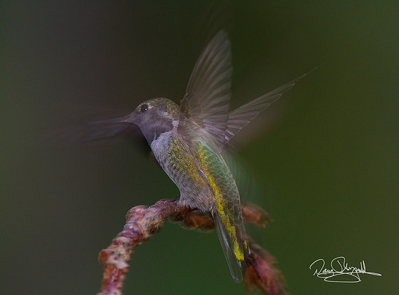 Hummingbird in Motion