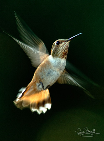 Hummingbird Flying