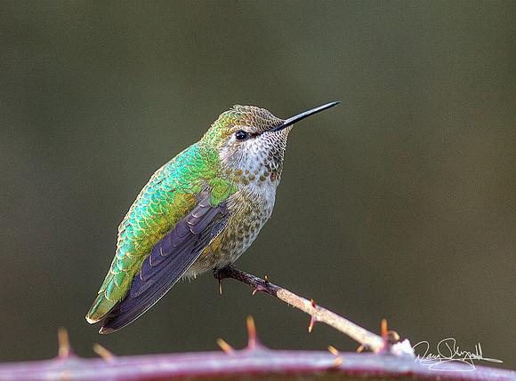 Hummingbird on a Stick
