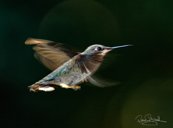 Hummingbird Flying